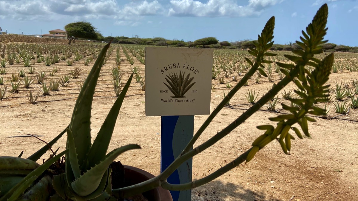 Aloe Verde Plantage