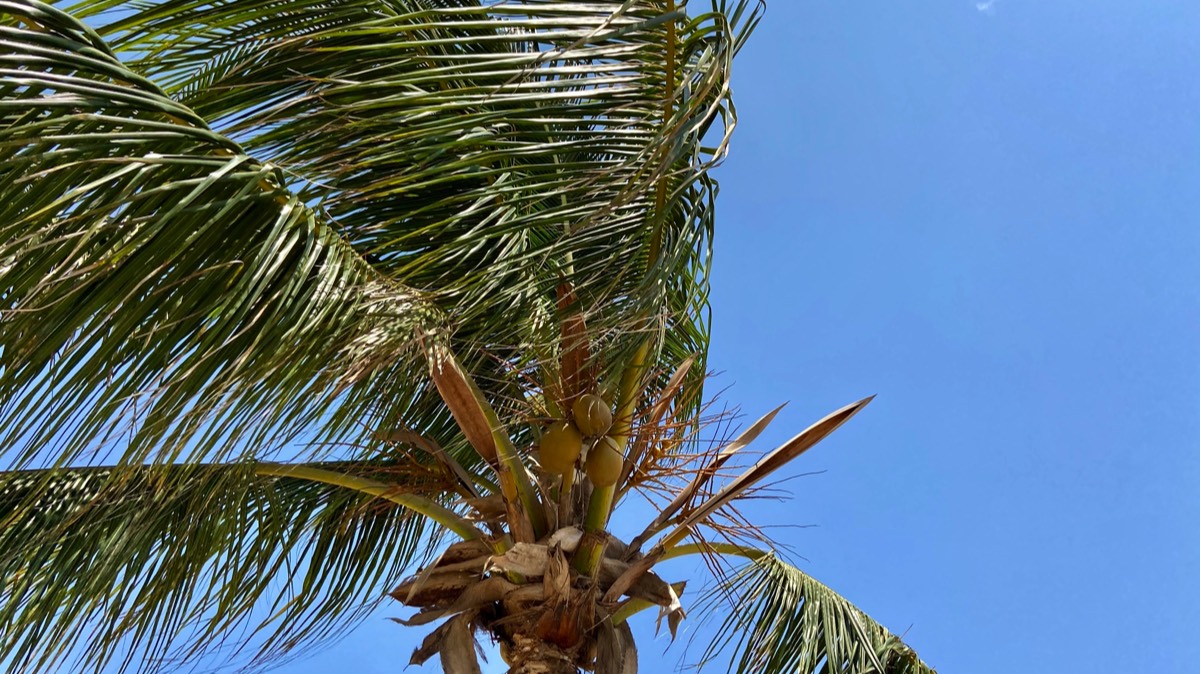 Aruba Palms